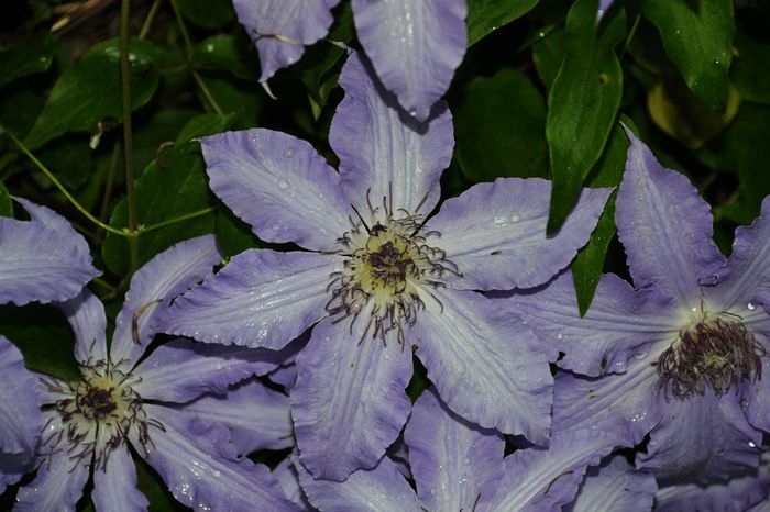 Clematis - I - Spring 2014