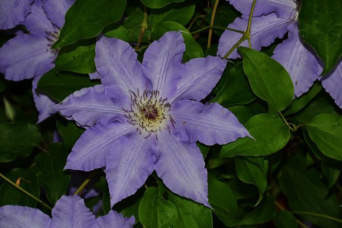 Clematis 2 - I - Spring 2014