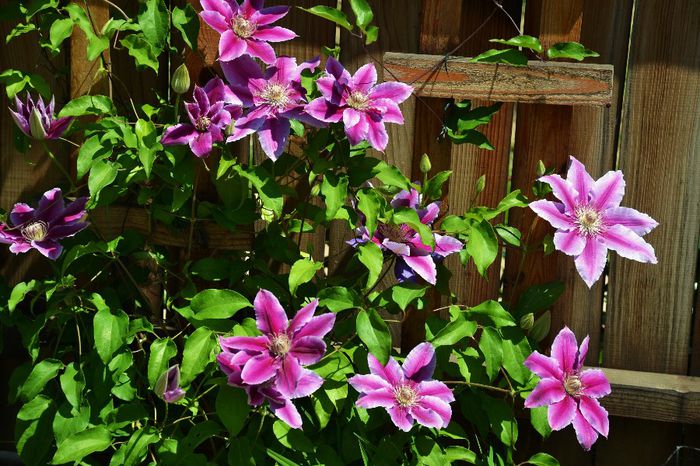 Clematis Dr Ruppel - I - Spring 2014