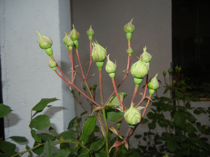 Rose Blaze (2014, May 16) - Rose Blaze
