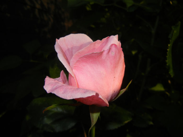 Rose Queen Elisabeth (2014, May 17)