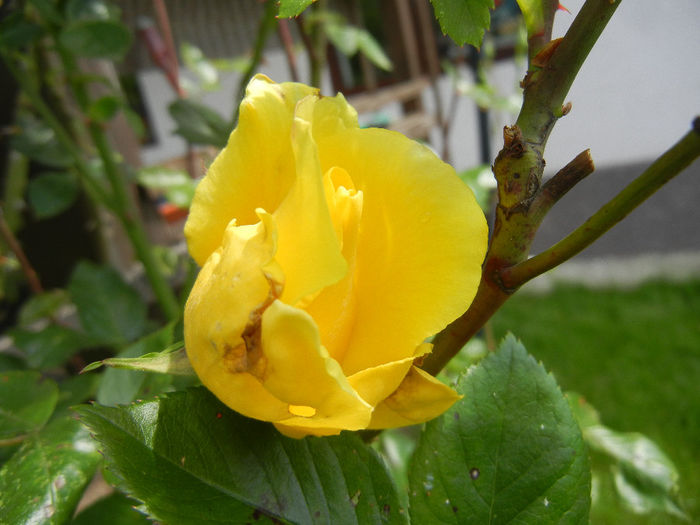 Rose Golden Showers (2014, May 18)