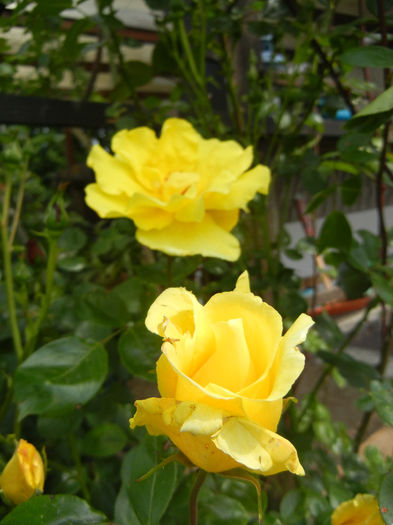 Rose Golden Showers (2014, May 18)