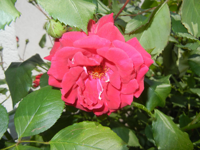 Rose Blaze (2014, May 21)