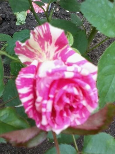 No 33 th Dimov Pink intuition