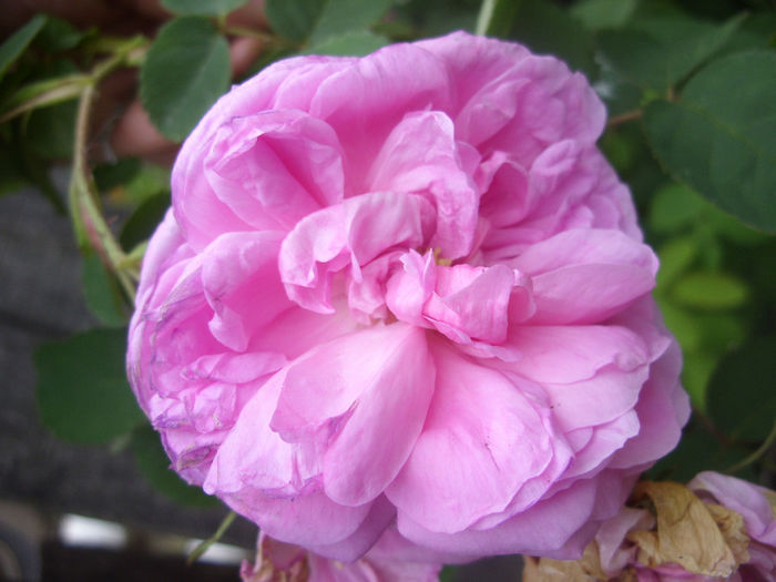 SDC16507 - 2014 Trandafirul vechi al bunicii