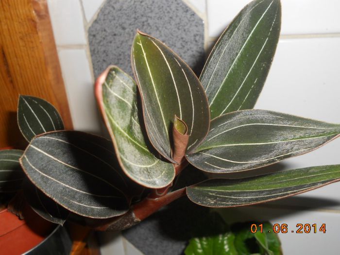DSCN5225