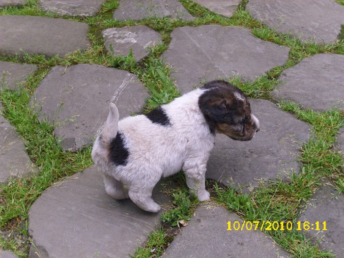 DSCI0014 - Fox terrier de vanzare 2014