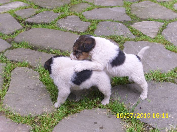 DSCI0018 - Fox terrier de vanzare 2014