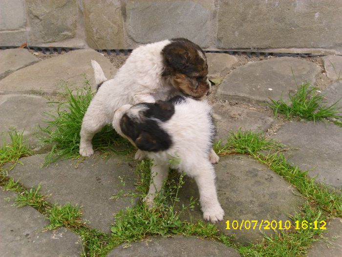 DSCI0024 - Fox terrier de vanzare 2014