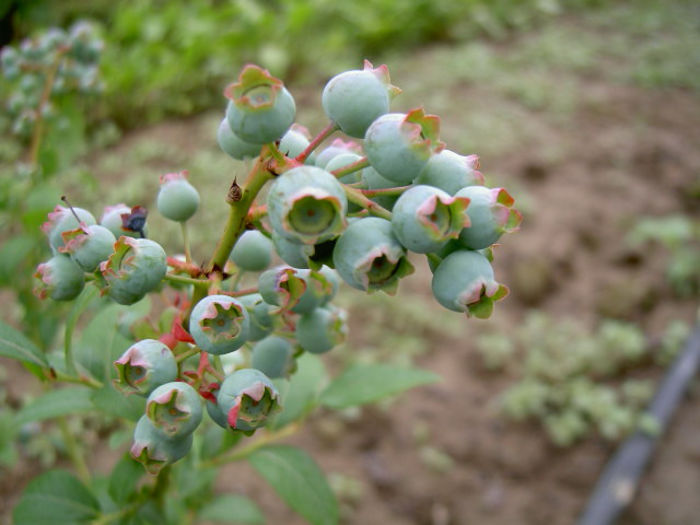 PICT7113 - Livada 2014