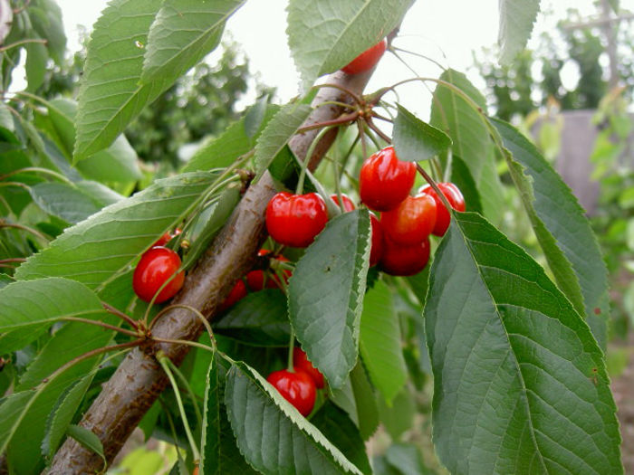 PICT7115 - Livada 2014