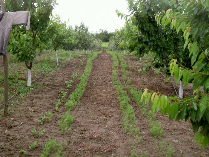 PICT7117 - Livada 2014