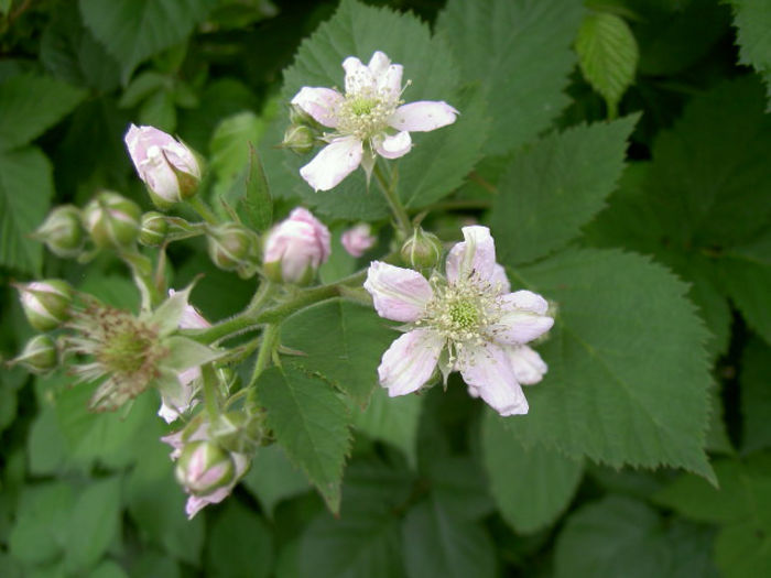 PICT7121 - Livada 2014