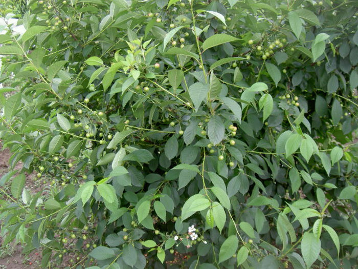 PICT7123 - Livada 2014