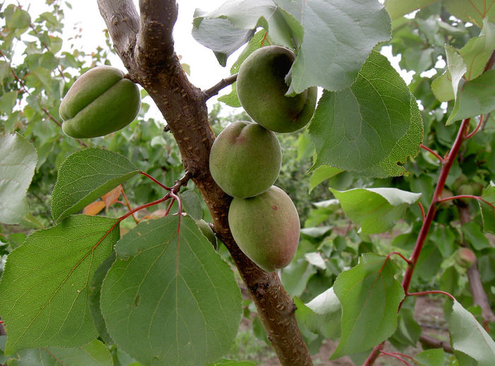 PICT7125 - Livada 2014