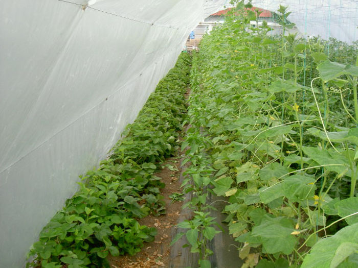 PICT7101 - Solar 2014