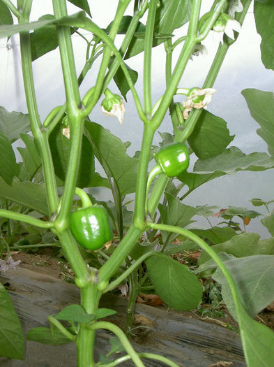 PICT7102 - Solar 2014