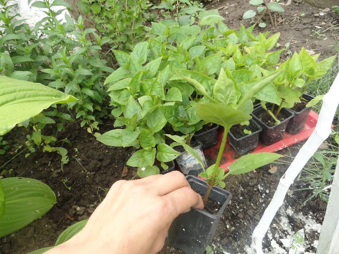 b imparatului 5 ron buc - germinari plantute  in2014