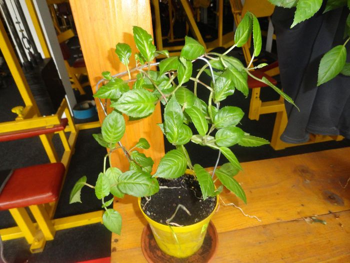 cercelus adult din butasi mix 10ron - germinari plantute  in2014