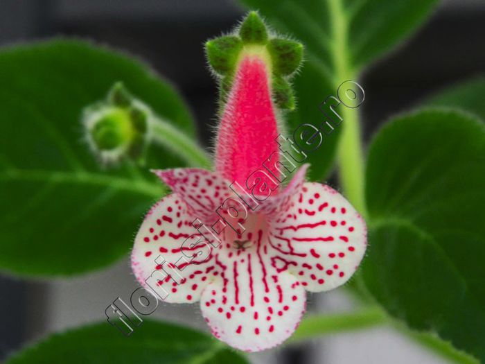 Kohleria Nasca (ni) - KOHLERIA II 2