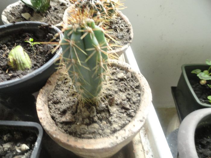 2.pui cactus 10 ron