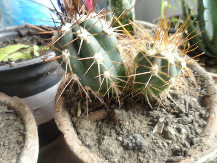 3.pui cactus. 10ron