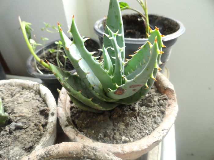 4.pui cactus. 10ron - germinari plantute  in2014