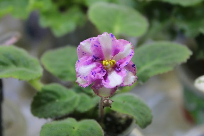 Carnation Sprinkles - Violete Africane