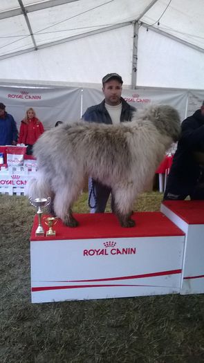 locul II BOB - ARCAN EXPO CAC SI CACIB 2014 SIBIU