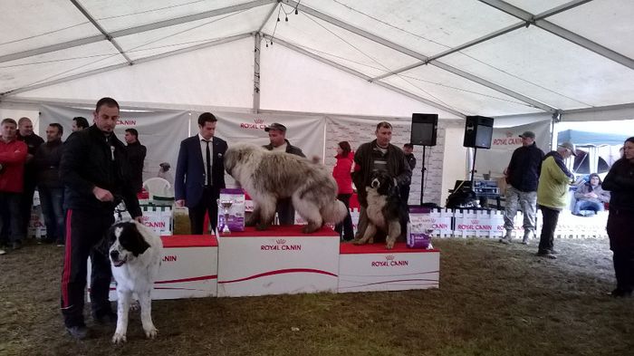 locul I CMBJR BJ - ARCAN EXPO CAC SI CACIB 2014 SIBIU