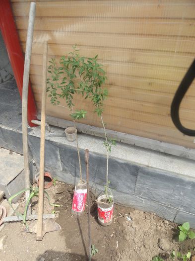 gojiianul 3  20 ron buc