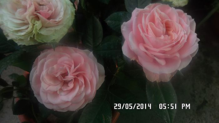 infloreste roz - Trandafirasi pe terasa