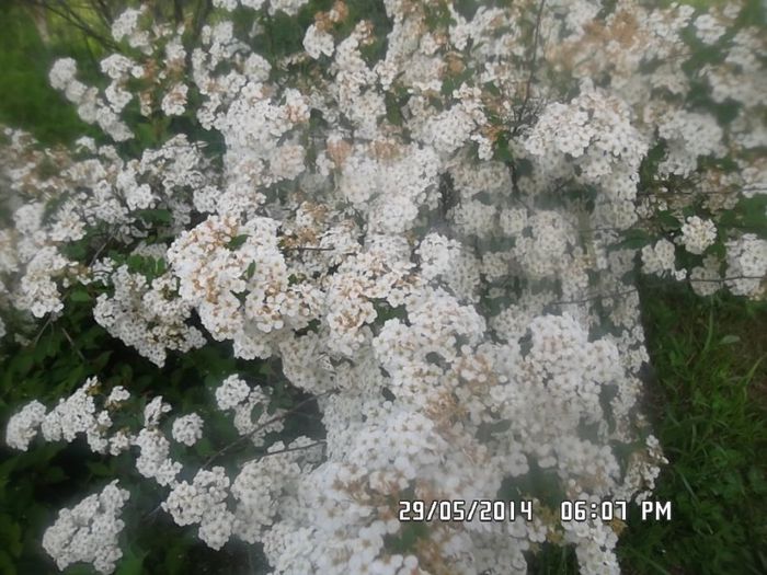 spirea - arbusti ornamentali 2014