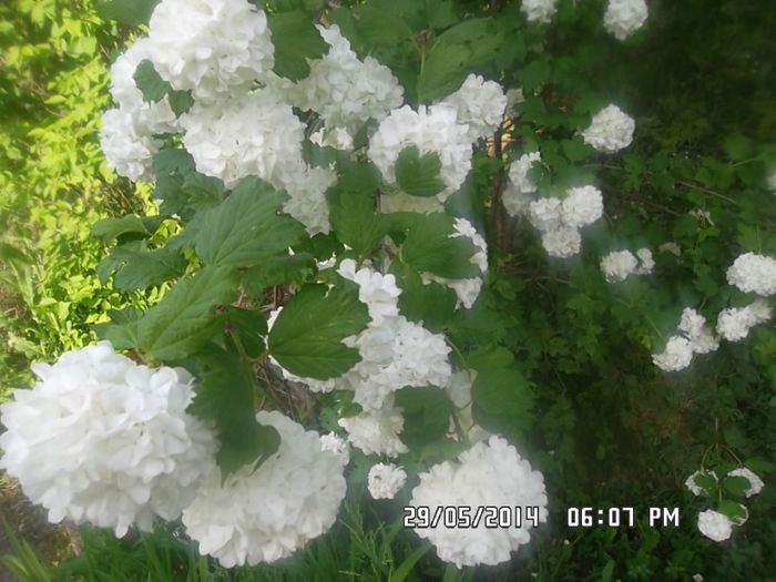 calin - arbusti ornamentali 2014