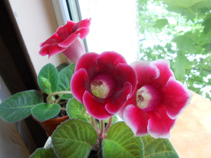 DSCN7027 - Gloxinia 2014