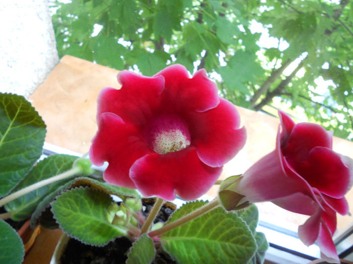 DSCN7024 - Gloxinia 2014