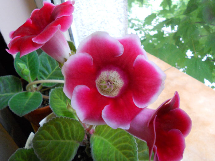 DSCN7025 - Gloxinia 2014