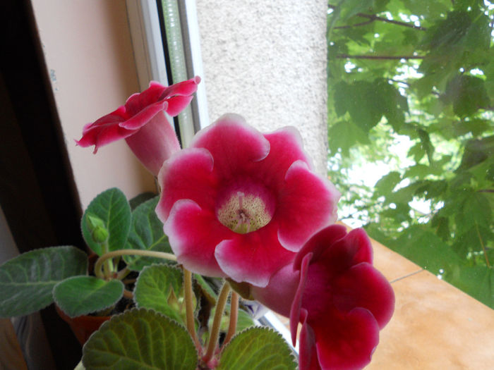 DSCN7026 - Gloxinia 2014