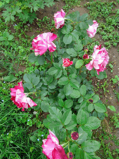 IMG_20140601_124556