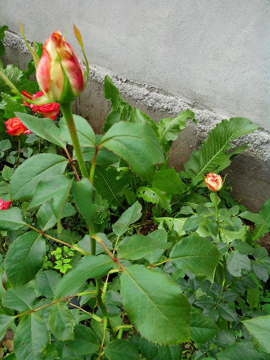 imperatrice farah - TRANDAFIRI 2014