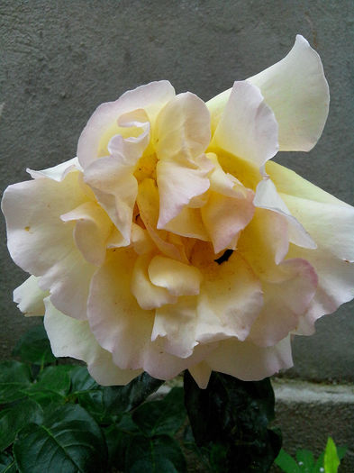 peace - TRANDAFIRI 2014