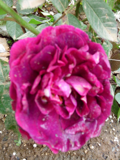 suvenir de dr jamain - TRANDAFIRI 2014