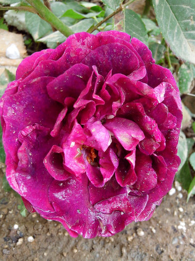 suvenir de dr jamain - TRANDAFIRI 2014