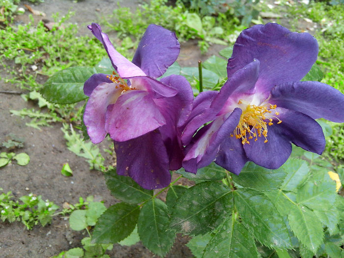 IMG_20140601_125532 - TRANDAFIRI 2014