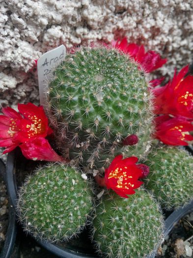 IMG_20140601_131534 - Diverse 1