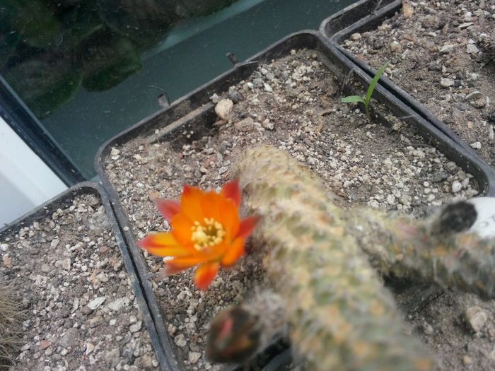 IMG_20140601_131602 - Diverse 1