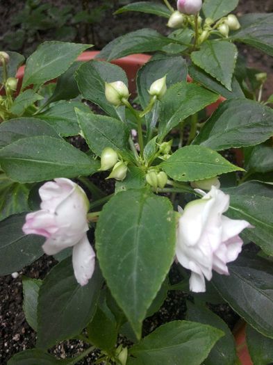 IMG_20140601_131617 - Diverse 1