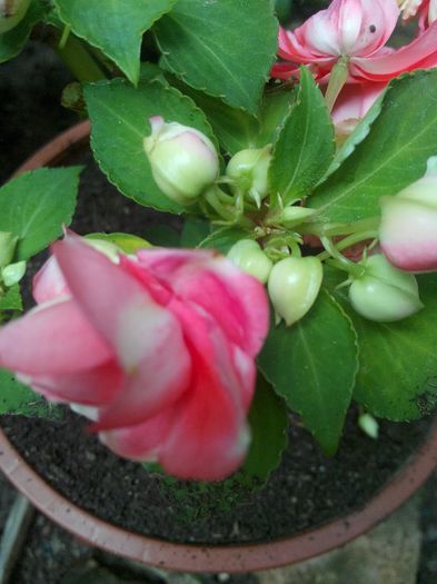 IMG_20140601_131640 - Diverse 1