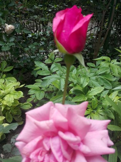 IMG_20140601_131715 - Diverse 1